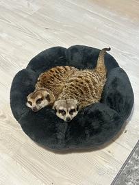 Coppia di Suricati Affettuosi