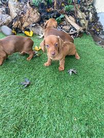 Maschietti di bassotto red , red merle