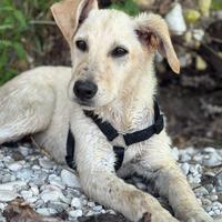Cucciolo femmina di 5 mesi simil labrador
