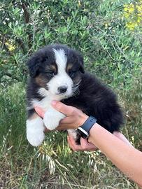 Cucciolo di pastore australiano