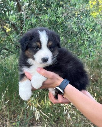 Cucciolo di pastore australiano