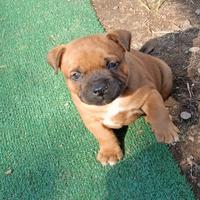 Staffordshire bull terrier