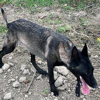 Cuccioli di malinois charbonnè