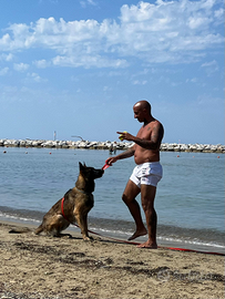 Maschio per monta femmina malinois