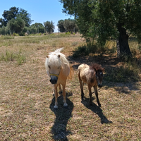 Mini pony