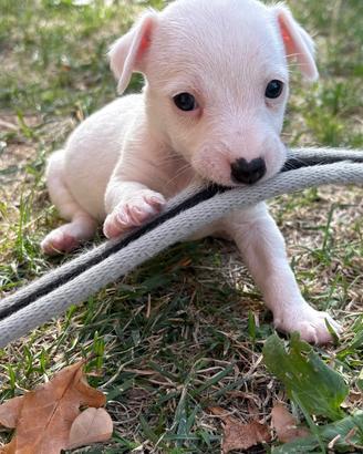 Jack russell