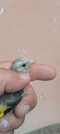 Cardellino maschio