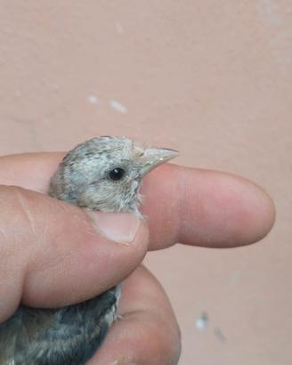 Cardellino maschio