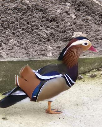 Papera mandarino