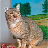 Salva Gino un gatto super fusone dal gattile