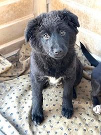 Belly, simil pastorina belga