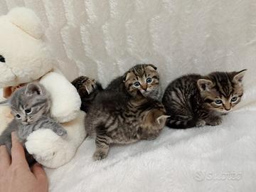Gattini di Rasa scottish fold