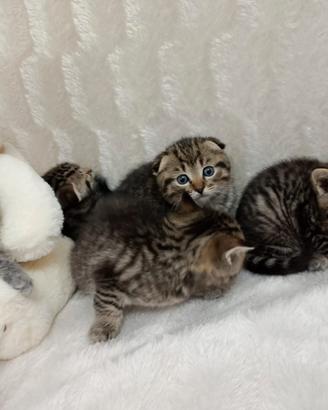 Gattini di Rasa scottish fold