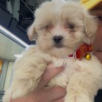 Cuccioli di maltipoo koreano scampagne