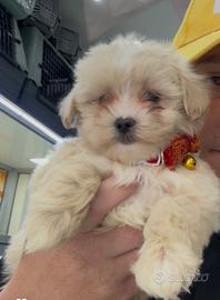 Cuccioli di maltipoo koreano scampagne