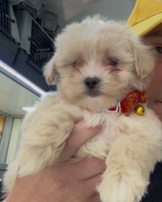 Cuccioli di maltipoo koreano scampagne