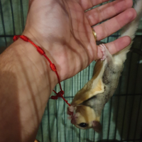 Petauri dello zucchero