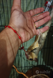 Petauri dello zucchero