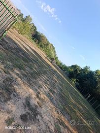 terreno agricolo 
