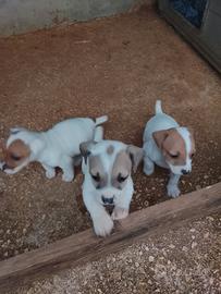 Cuccioli jack Russell zampa corta