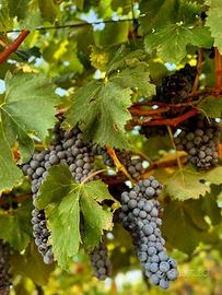 Terreno con uva da vino ( GAGLIOPPO)
