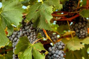Terreno con uva da vino ( GAGLIOPPO)