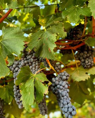 Terreno con uva da vino ( GAGLIOPPO)