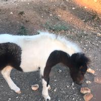 Mini pony maschio