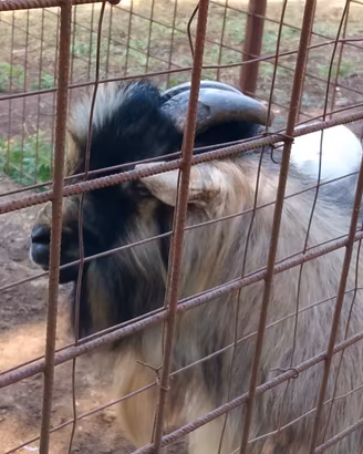 Capra maschio