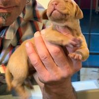 Cuccioli di VIzsla