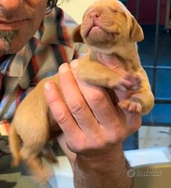 Cuccioli di VIzsla