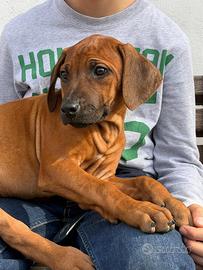 Cuccioli di famiglia Rhodesian Ridgeback