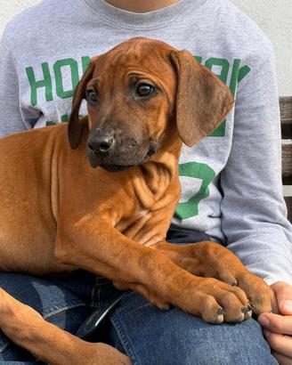 Cuccioli di famiglia Rhodesian Ridgeback