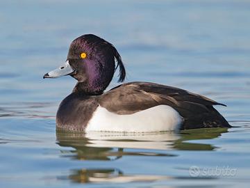 Anatre moretta europea