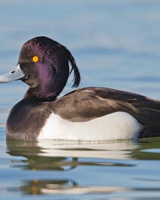 Anatre moretta europea