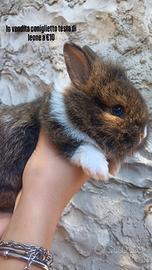 Coniglio testa di leone