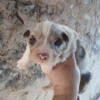 Cuccioli pastore australiano 500