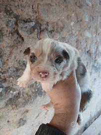Cuccioli pastore australiano 500