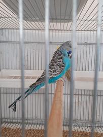 Cocorite inglesi