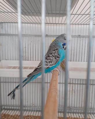 Cocorite inglesi