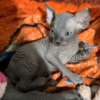 Sphynx con pedigree