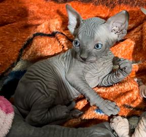 Sphynx con pedigree