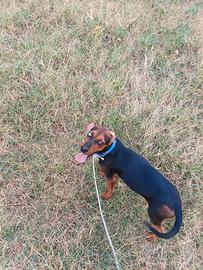 cane da caccia