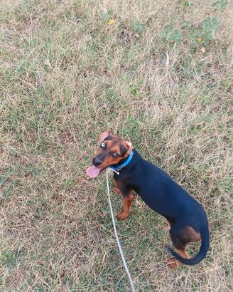 cane da caccia
