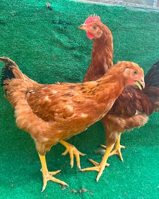 Galline rosso pesante