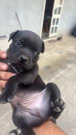 Staffy