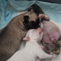 Cuccioli di chihuahua