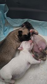 Cuccioli di chihuahua