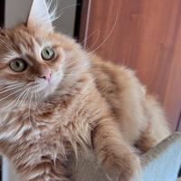 Gattino siberiano rosso ipoallergenico