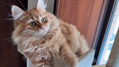 Gattino siberiano rosso ipoallergenico